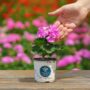 Geranium – Tango Lavender – 4″ Pot